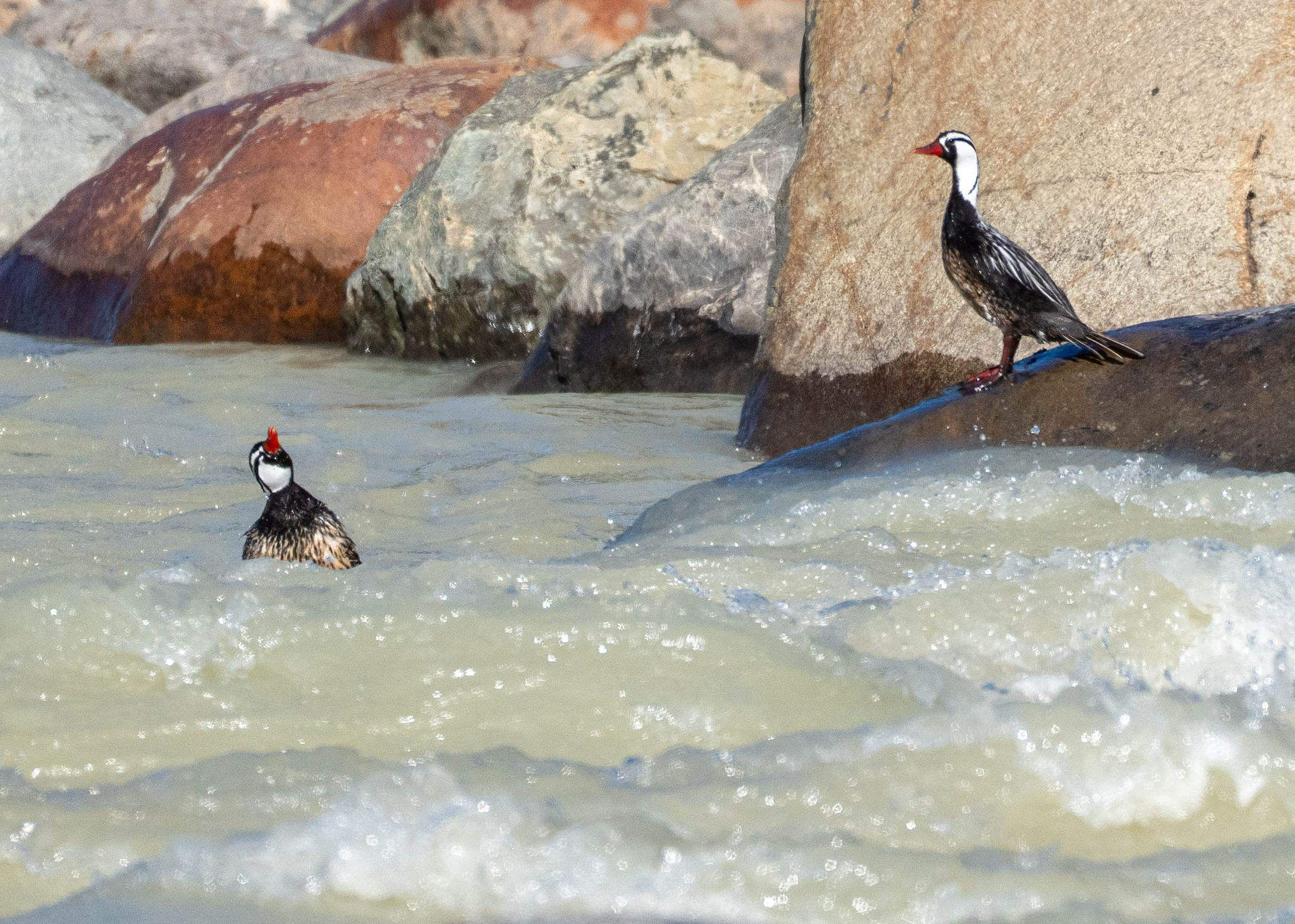 Male Torrent Ducks in Rio Fitzroy 