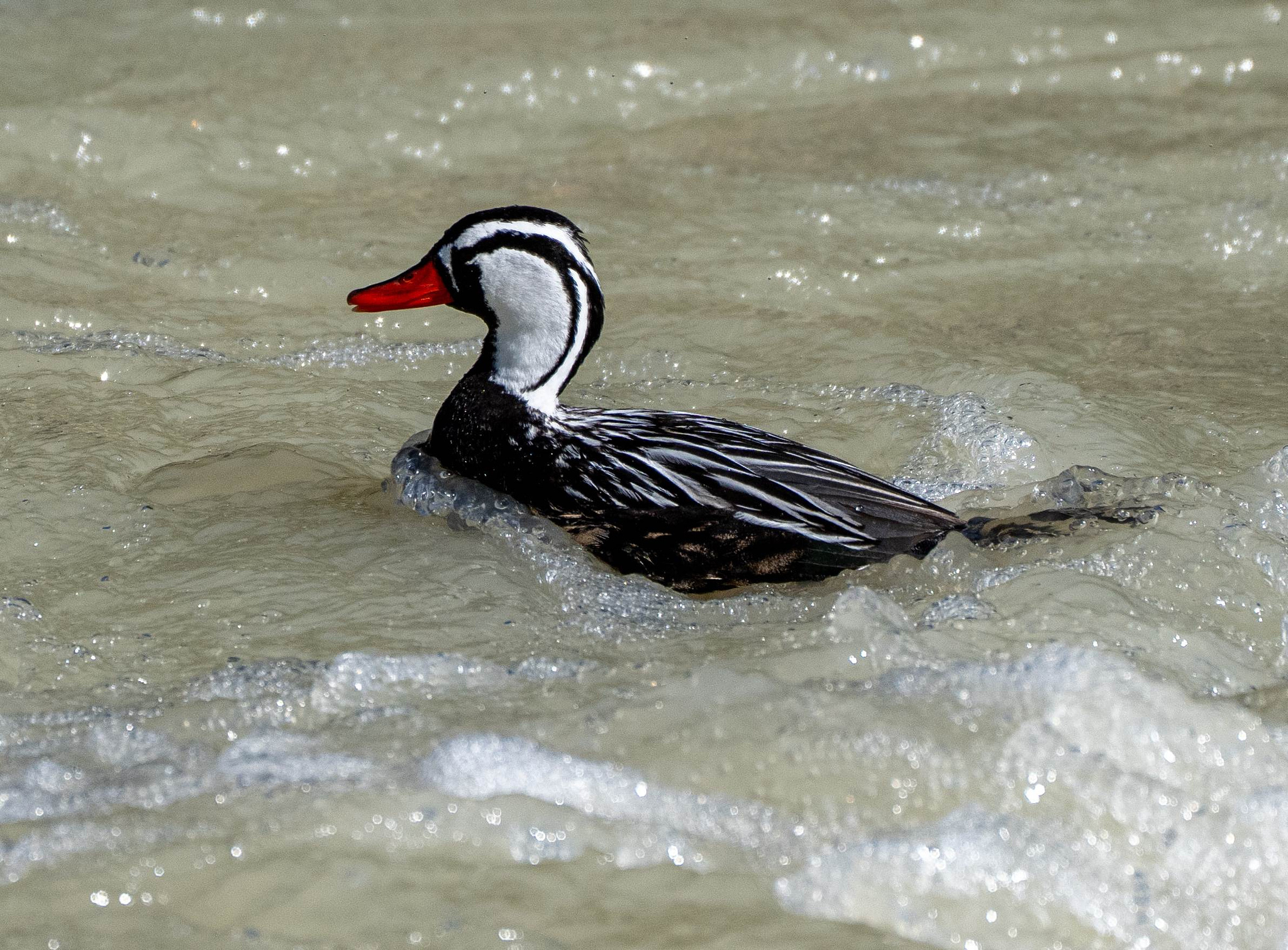 Male Torrent Duck in Rio Fitzroy 