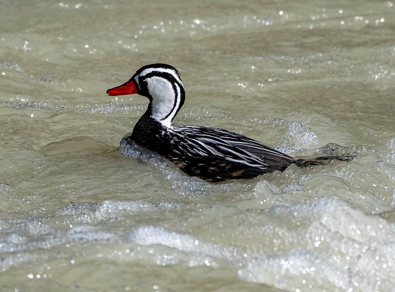 Male Torrent Duck in Rio Fitzroy 