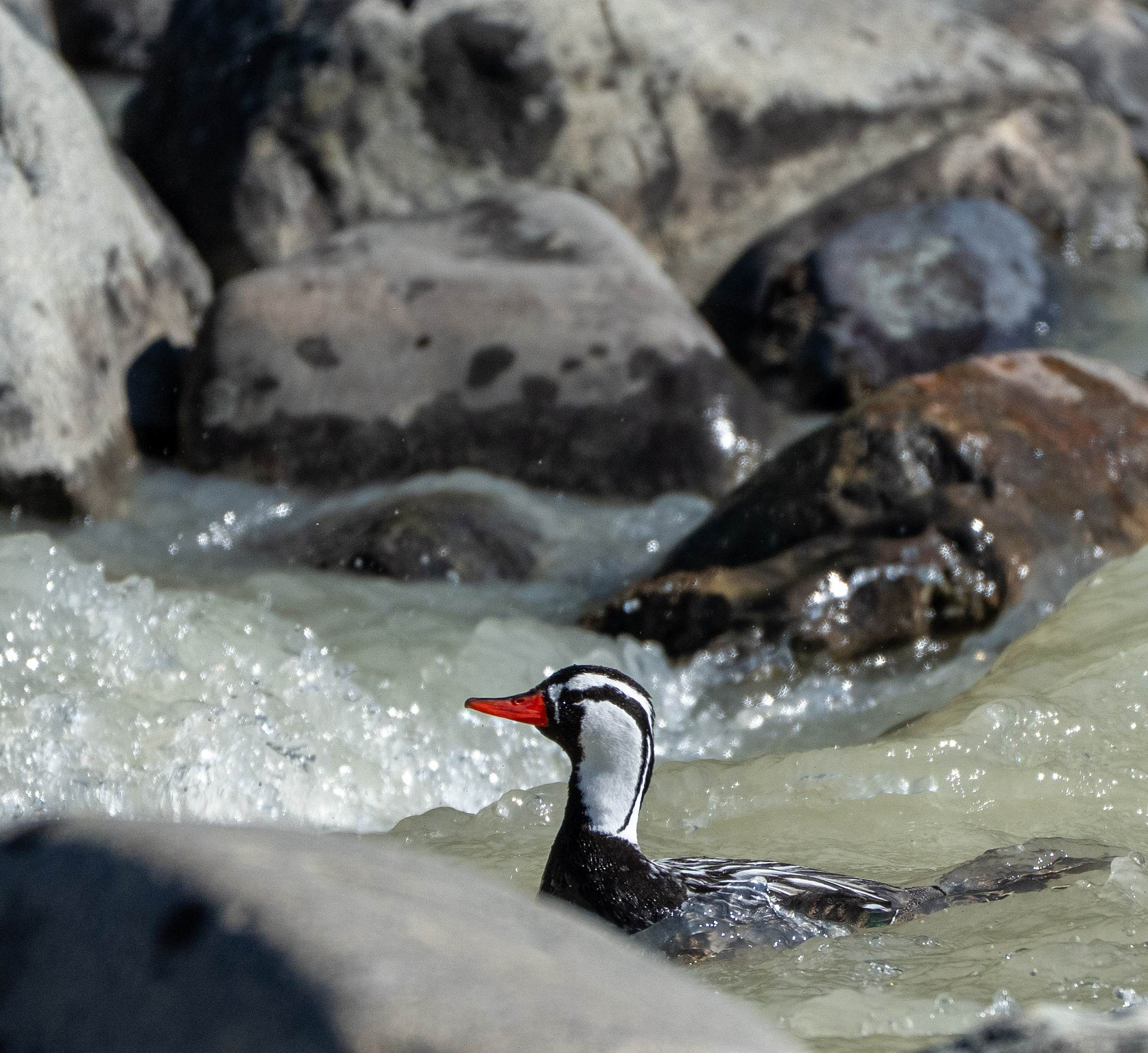 Male Torrent Duck in Rio Fitzroy 