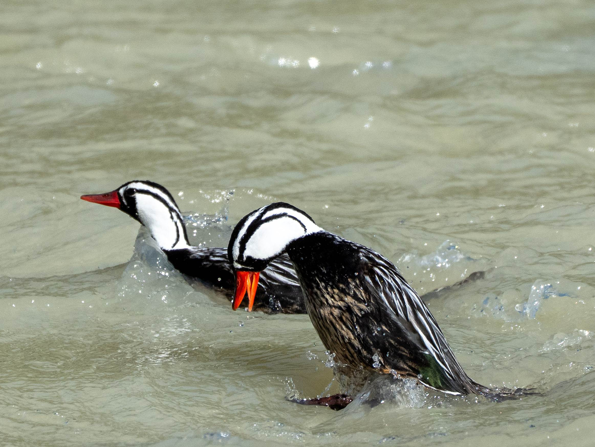 Male Torrent Ducks in Rio Fitzroy 