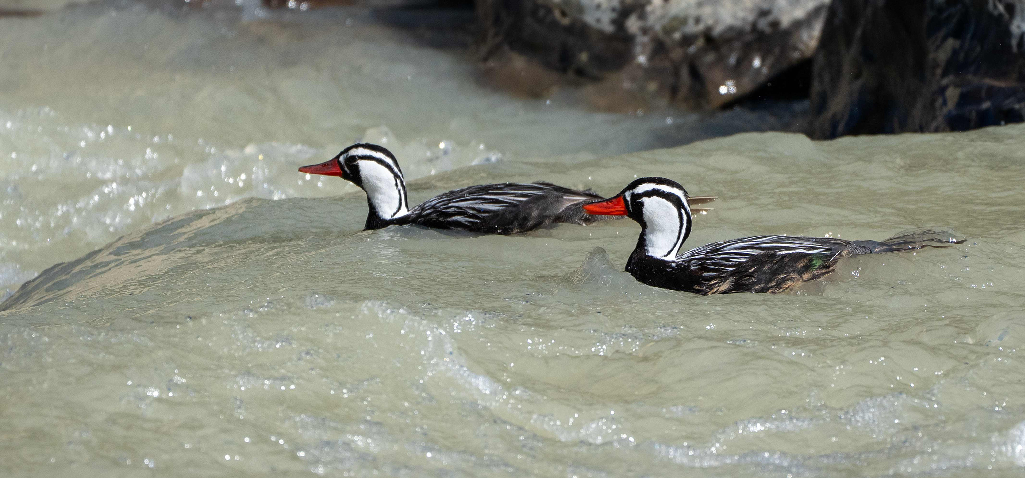 Male Torrent Ducks in Rio Fitzroy 