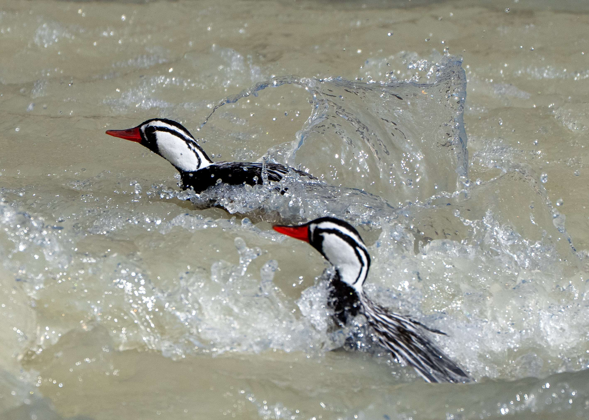 Male Torrent Ducks in Rio Fitzroy 
