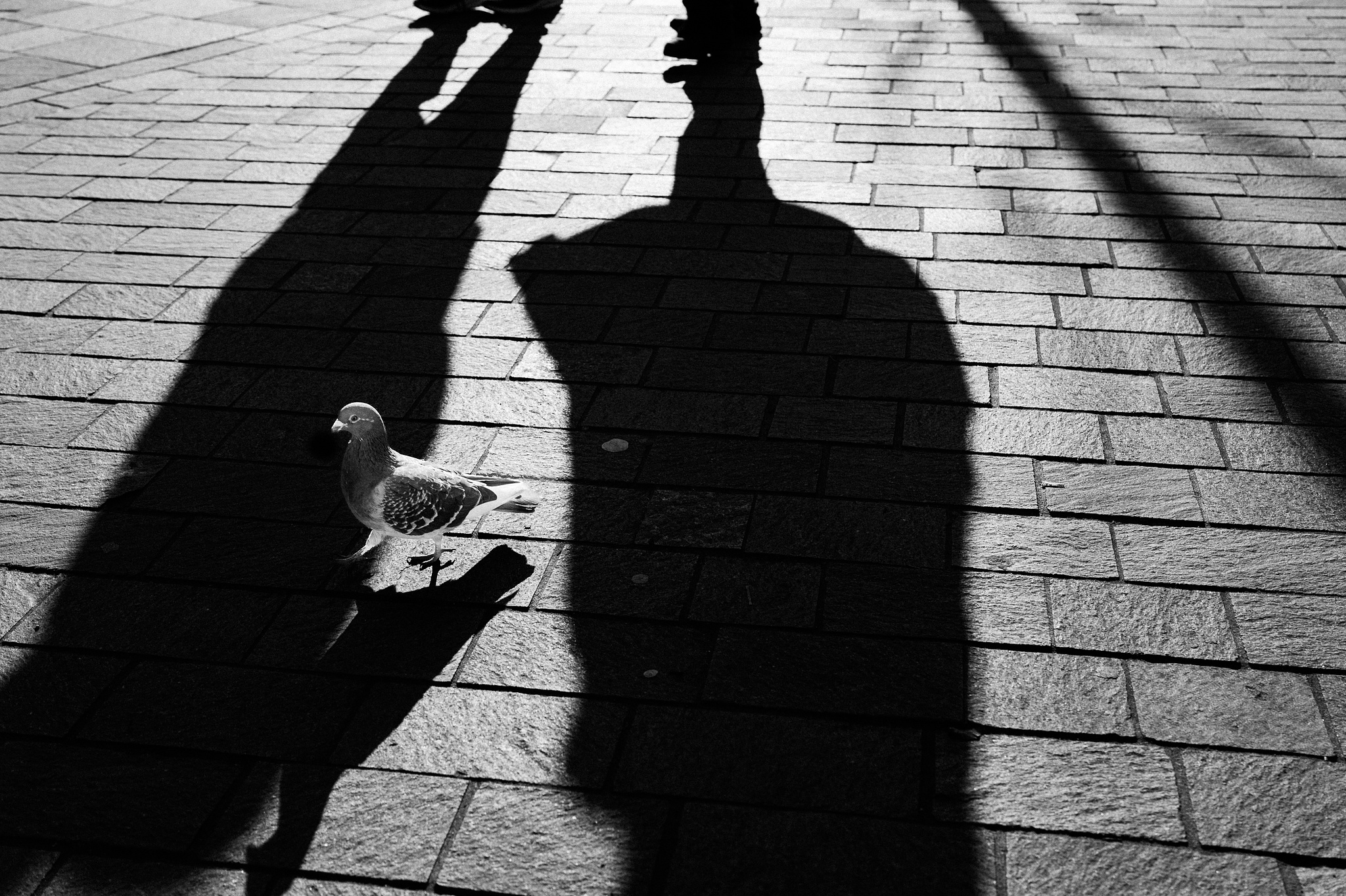 A sharp eye, a crumb forecast, and the calm certainty that the paving will never interrupt.