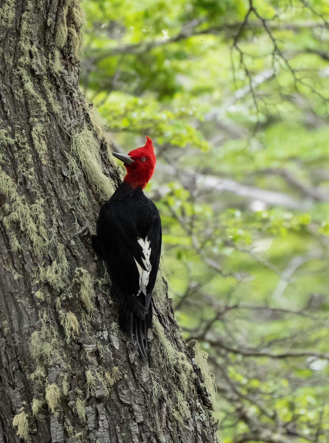 Magellanic Woodpecker male resting on a tree trunk 