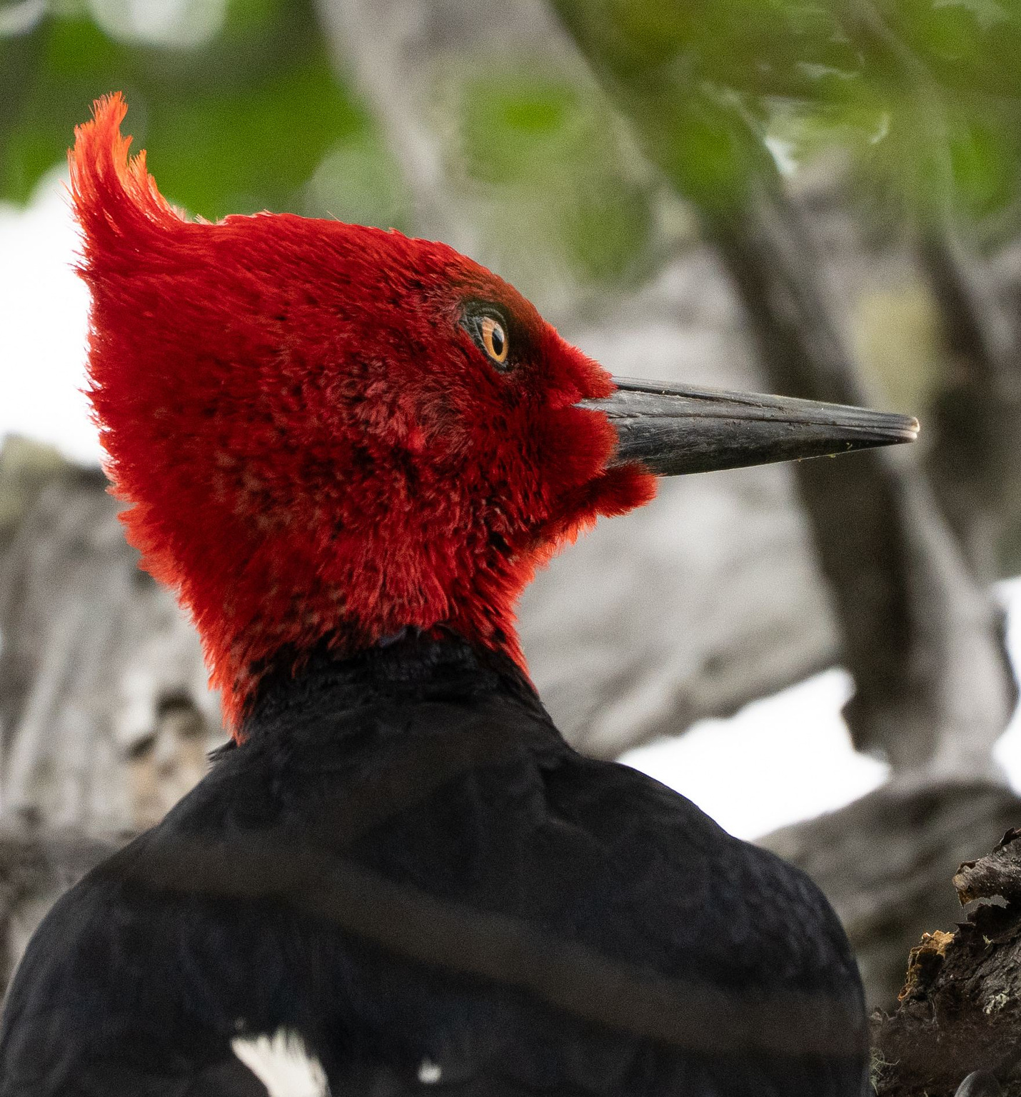 Magellanic Woodpecker male  close up 