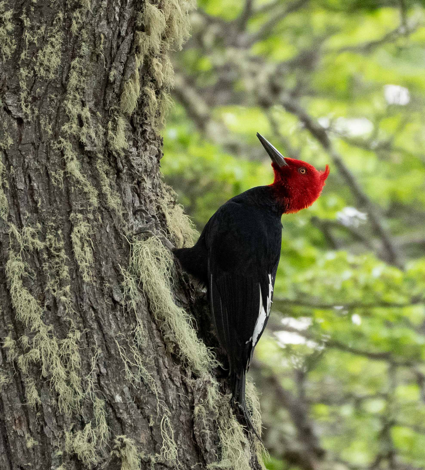 Male Magellanic Woodpecker resting on the side of a tree