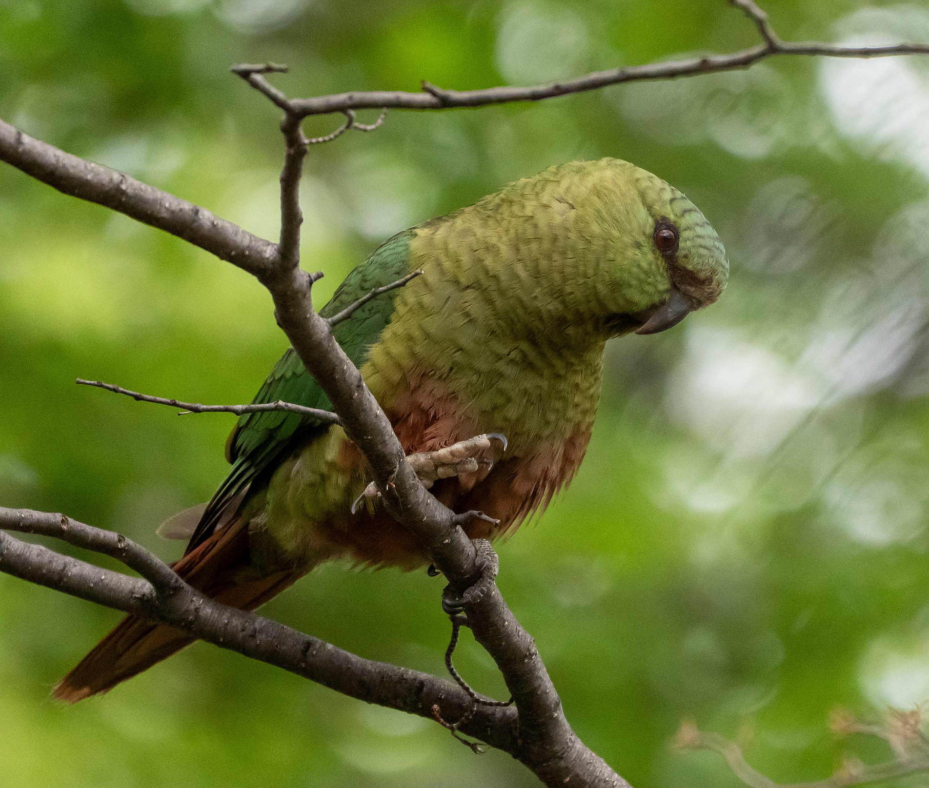 Austral Parakeet with cheeky look 