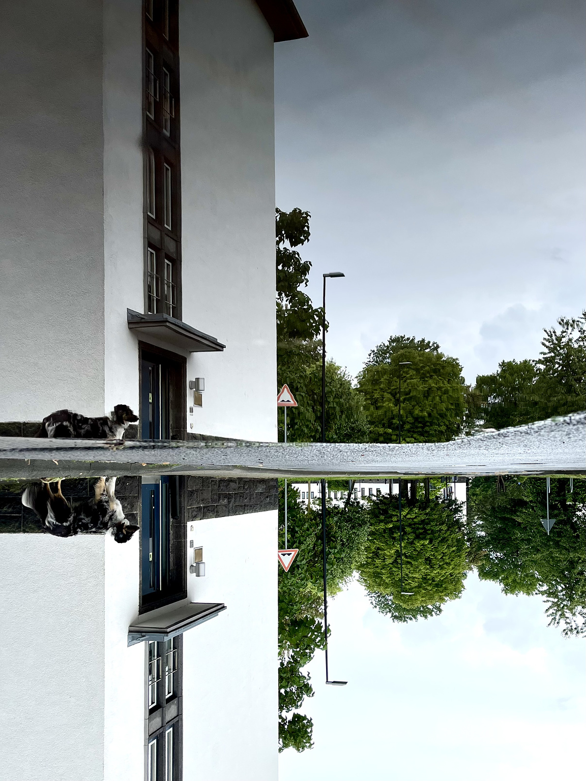 A white building an a dog in Front of it, in the back there Are some trees. All is reflected in a puddle on the street. The whole Picture is turned upsidedown.