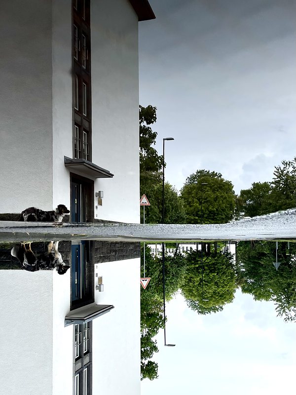 A white building an a dog in Front of it, in the back there Are some trees. All is reflected in a puddle on the street. The whole Picture is turned upsidedown.