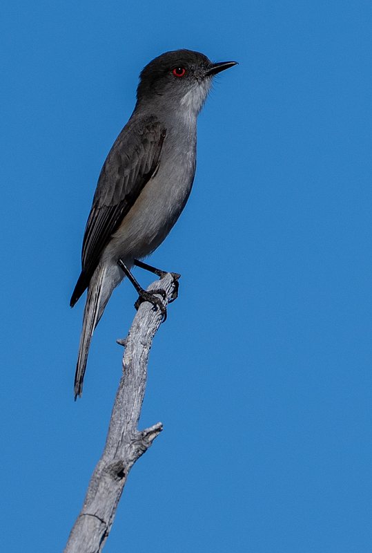 Fire-eyed Diucon perched on a stick blue sky background 