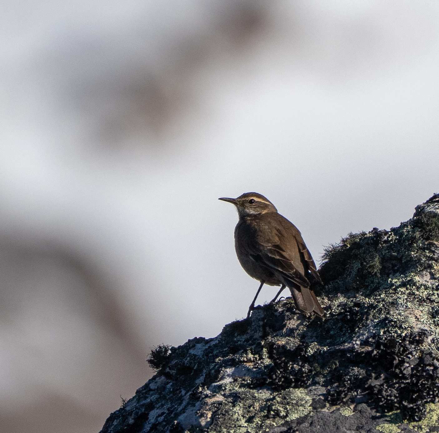 Dark-bellied Cinclodes perched on a rock white snowy background 