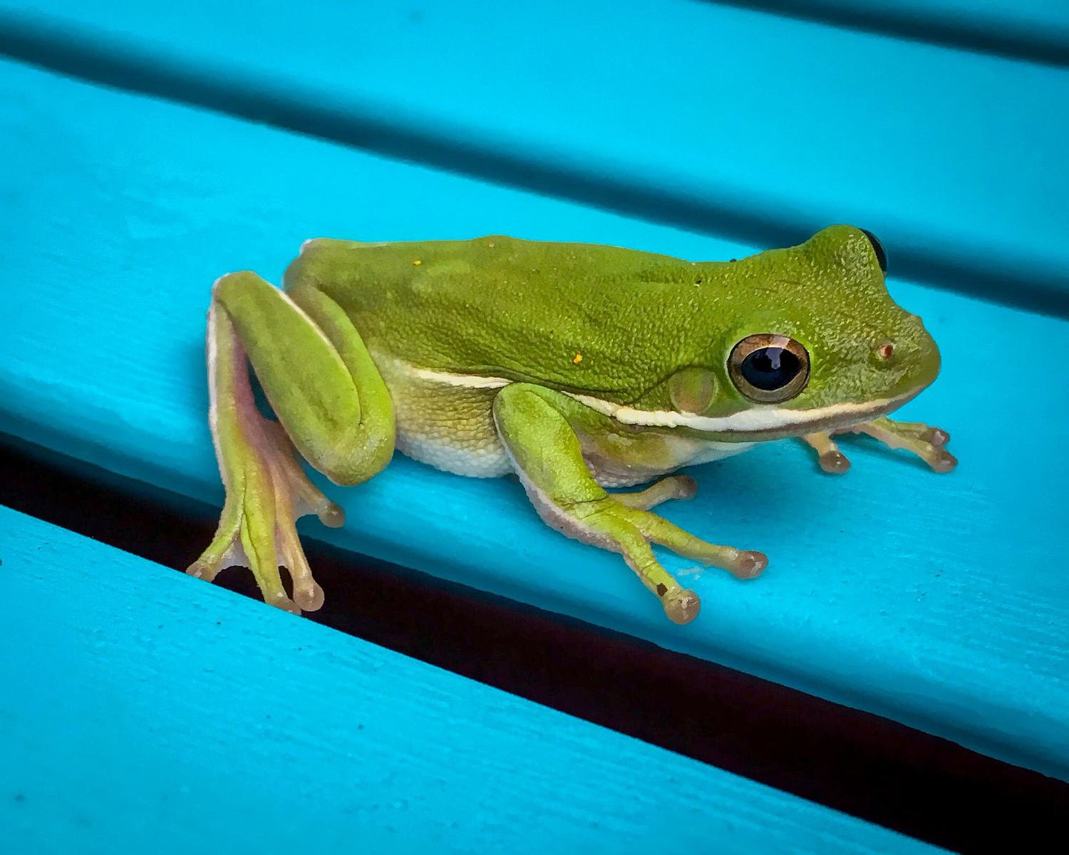 This was taken on a family vacation at Lake Murray, SC. One morning, I found this little frog sitting on a chair beside the water.