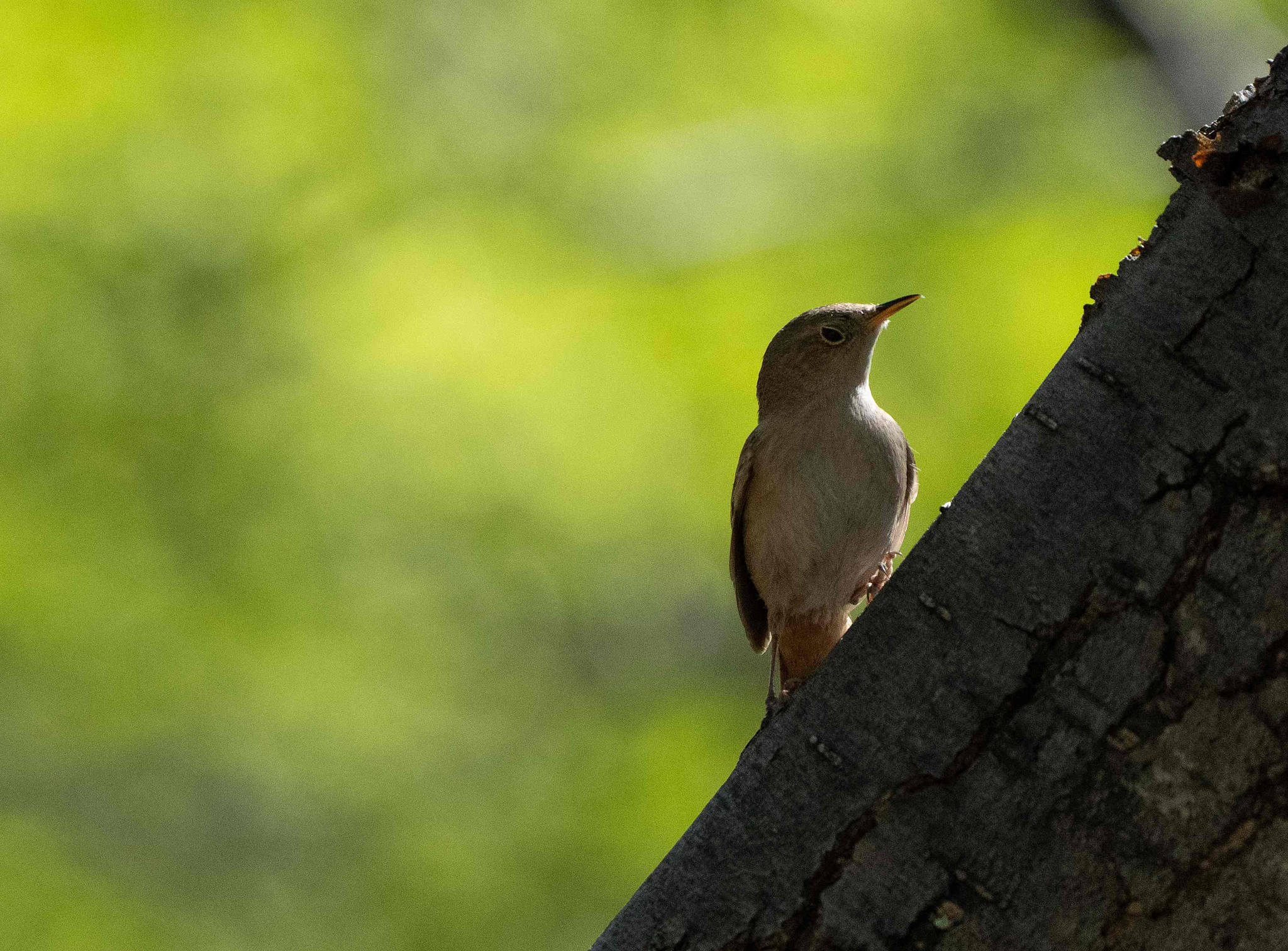 House Wren 