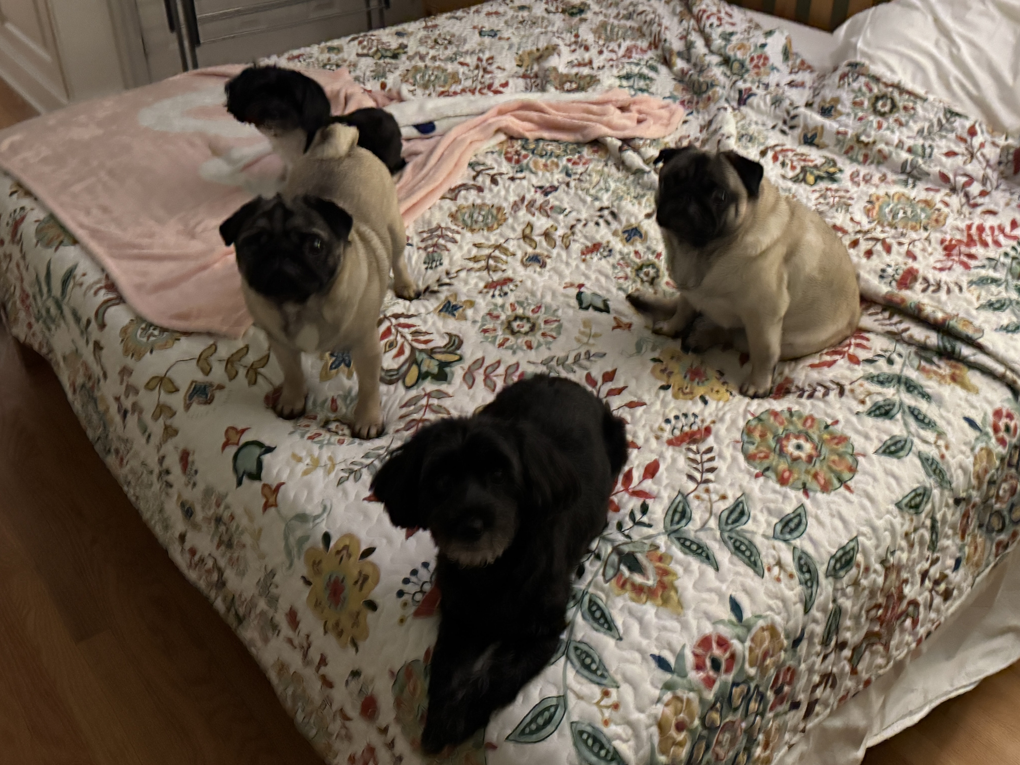 The dog pack