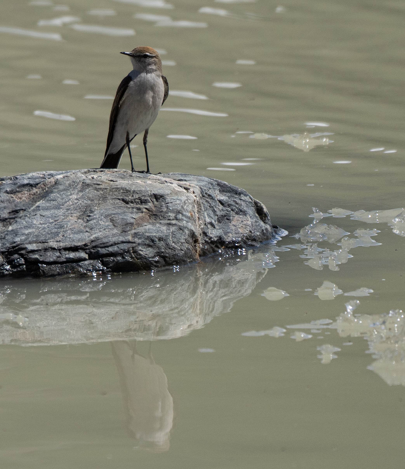 White-browed Ground Tyrant perched on a rock in Laguna Torre 