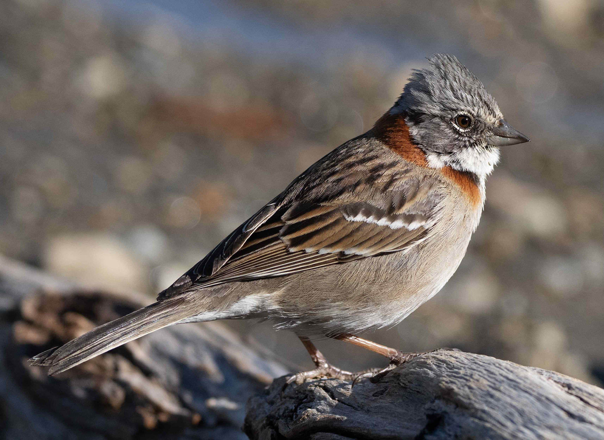Rufous-collared Sparrow