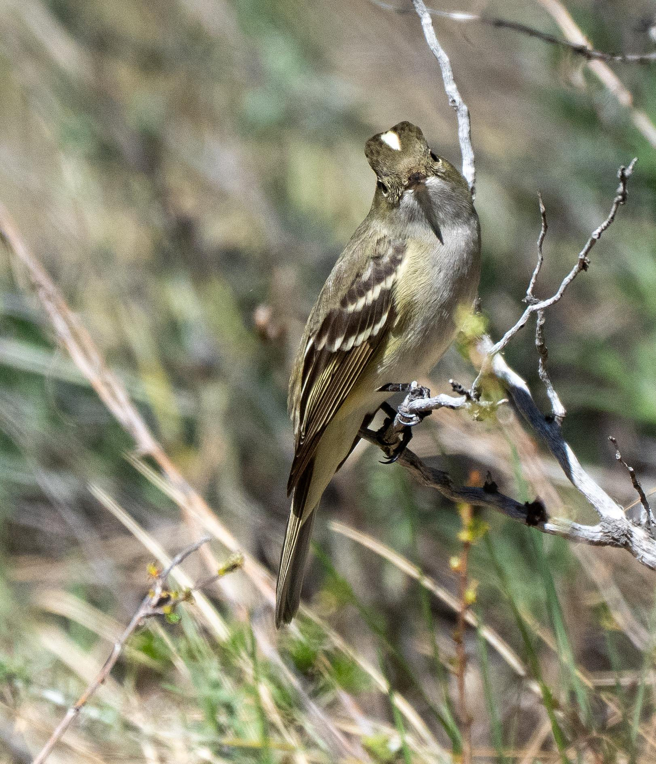 White-crested Elaenia﻿