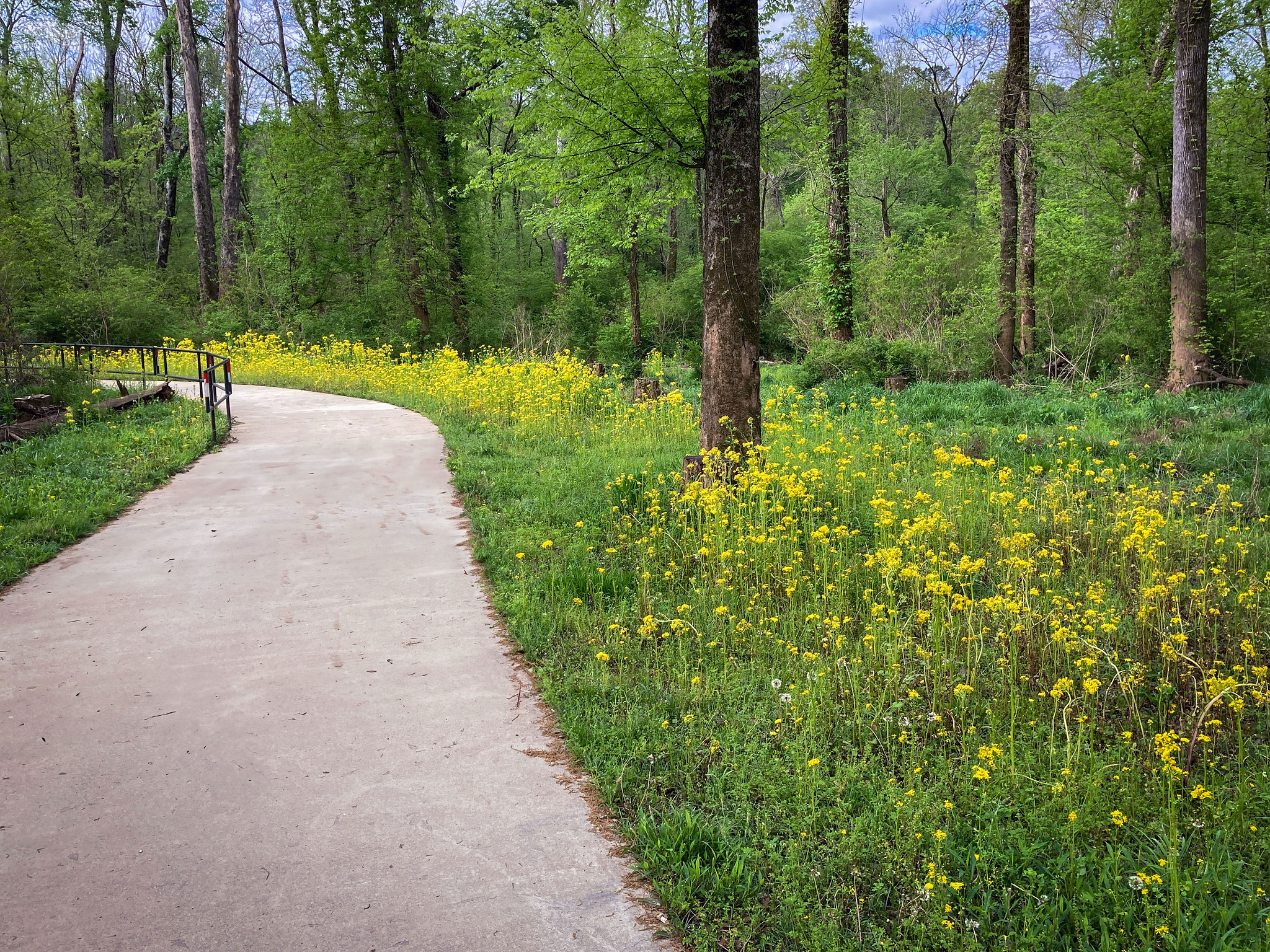 Yellow flowers grow along the walking path at Amerson Park.