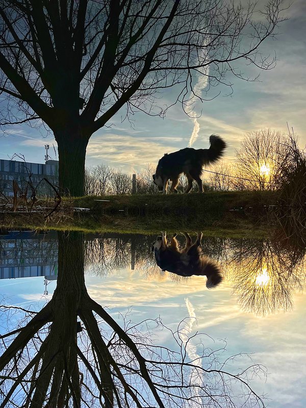 Reflection of a dog and a tree in a pond. Morning sun. The picture is turned upside down.