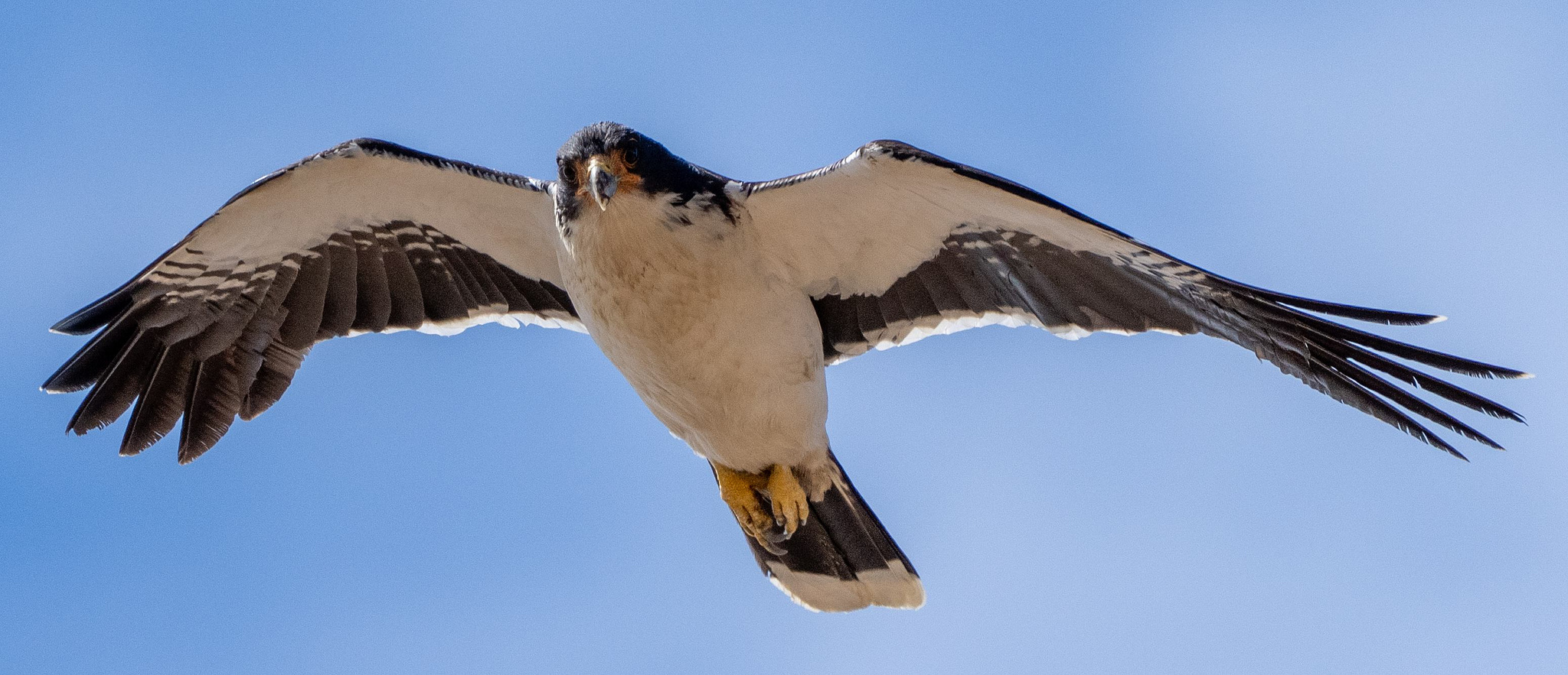 White-throated Caracara flying in blue sky 