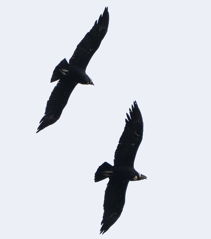 Andean Condors
