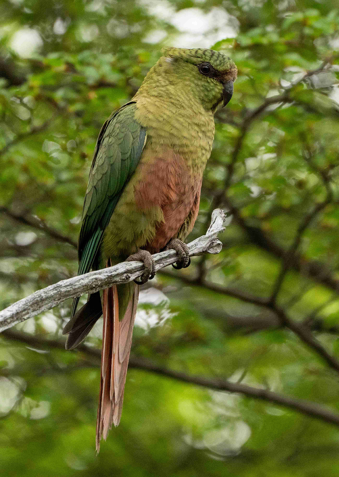 Austral Parakeet perched on a branch