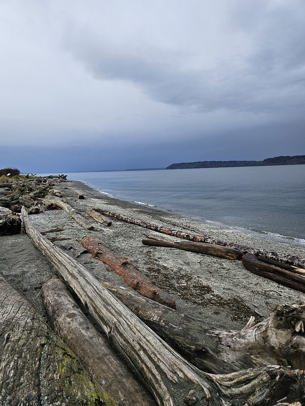 Pictures of a beach next to the ocean with driftwood on it.