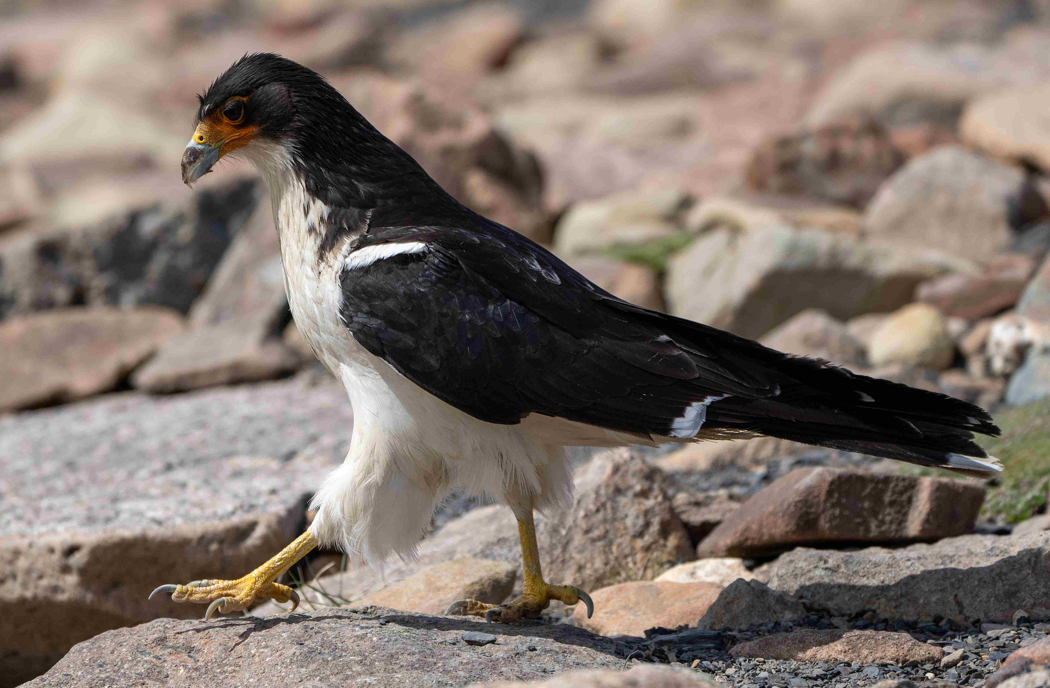 White-throated Caracara striding across rocks 