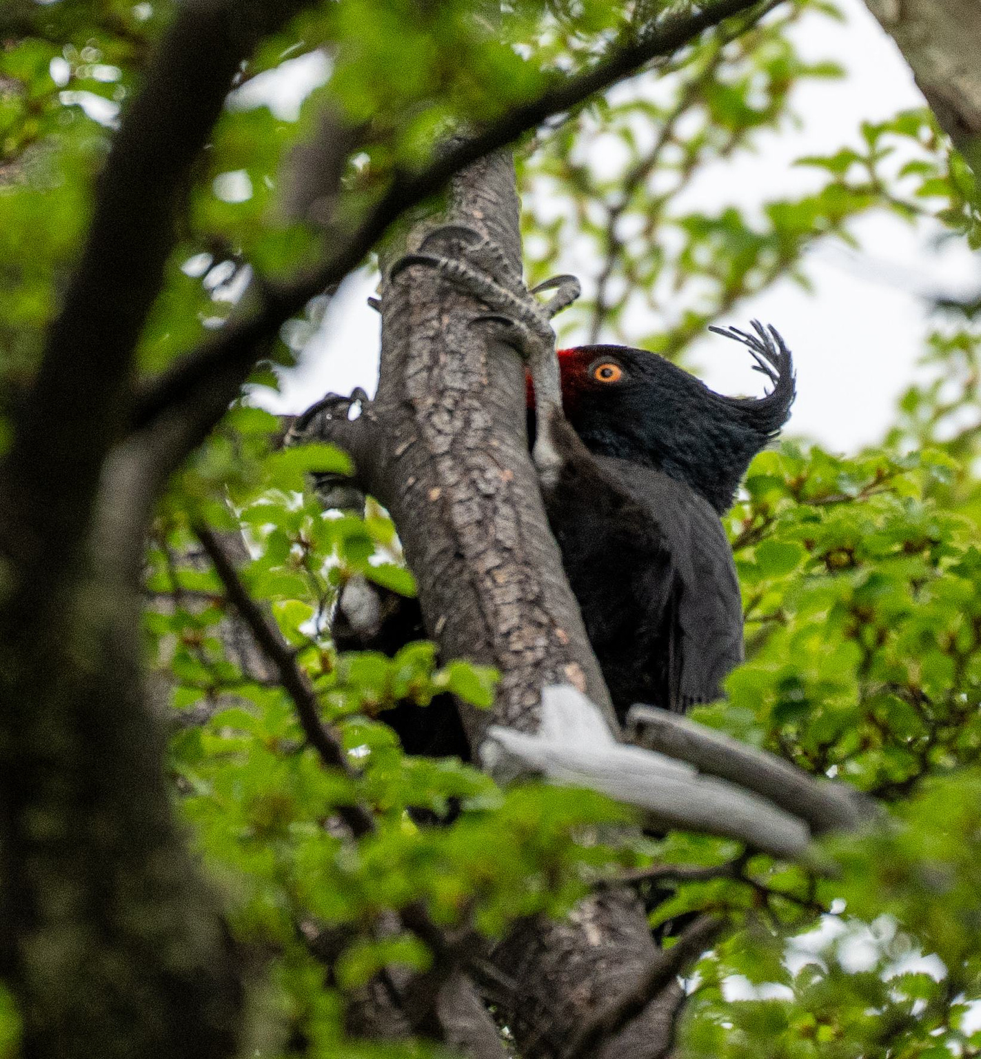 Magellanic Woodpecker female 