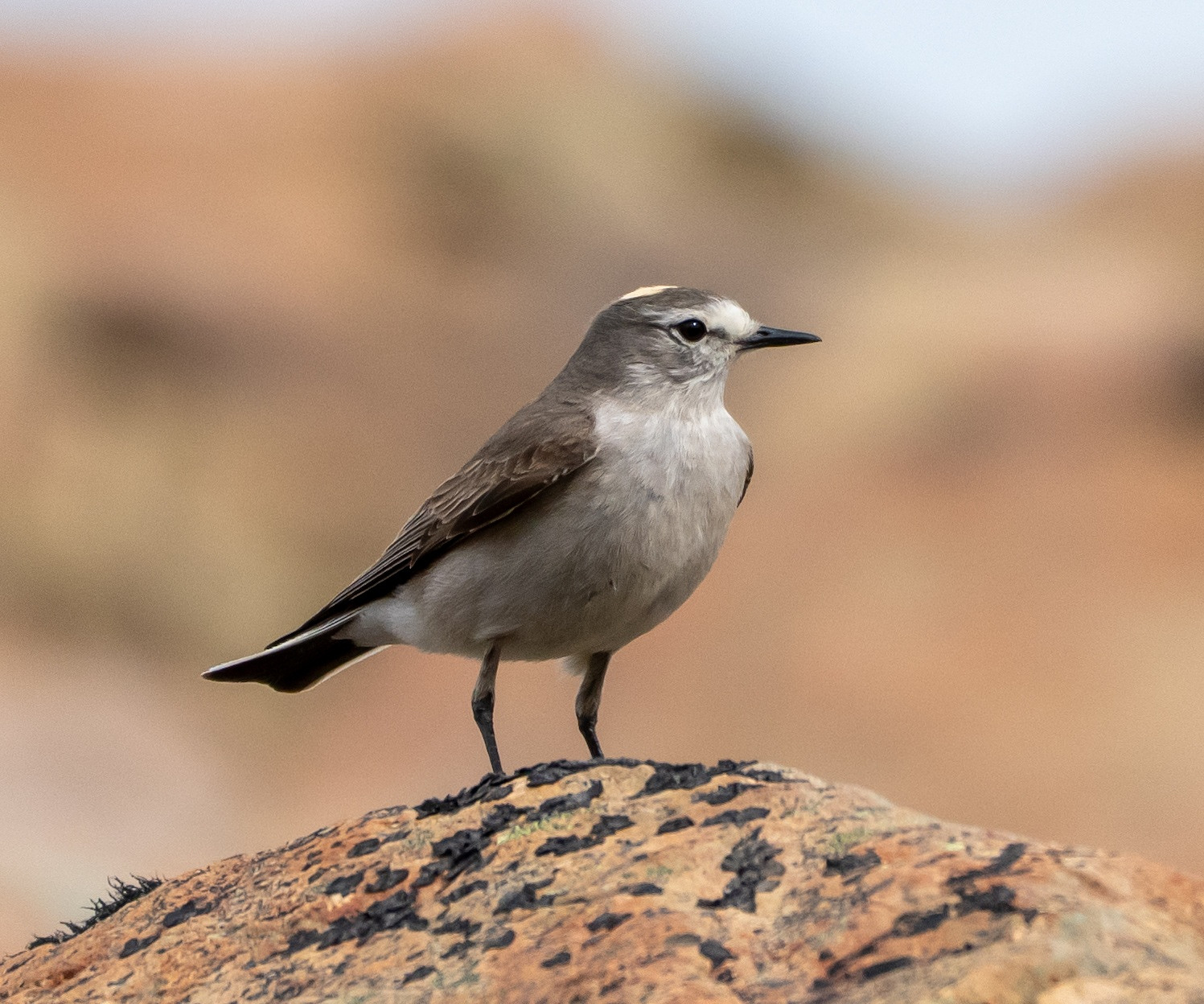 Ocra-napped Ground Tyrant stood on a rock 