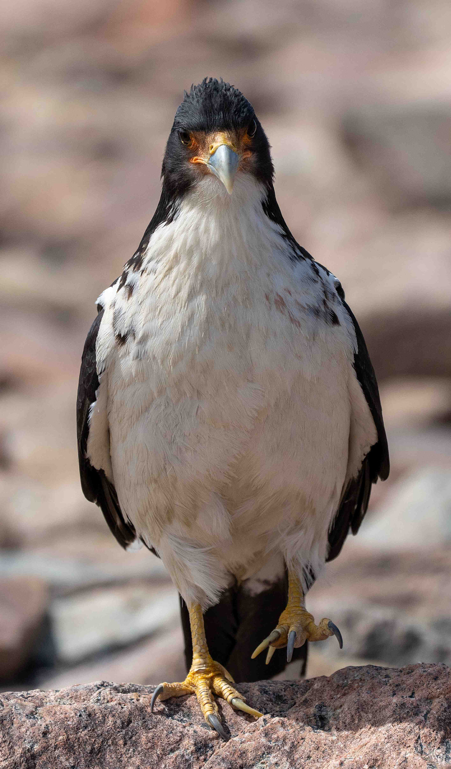 White-throated Caracara walking straight towards the camera 