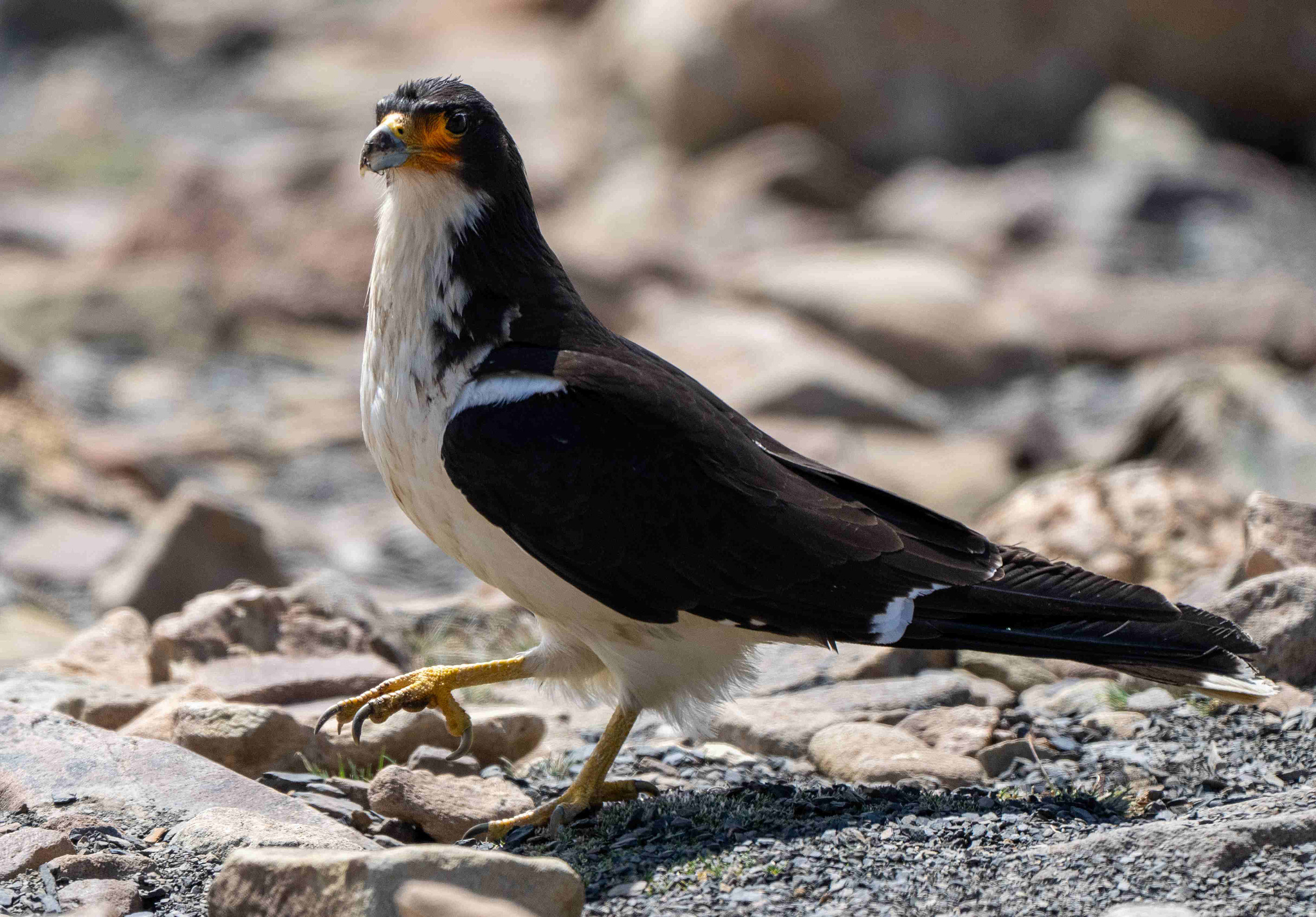 White-throated Caracara walking across rocks 