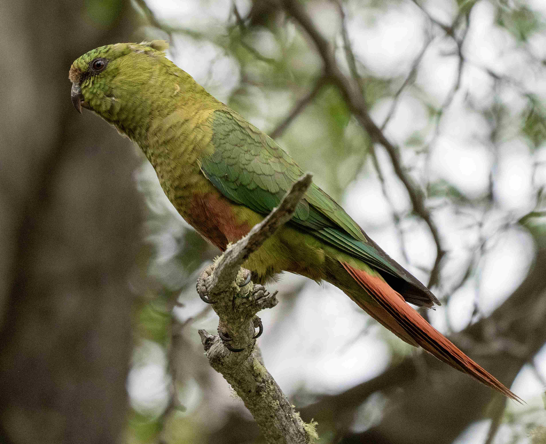 Austral Parakeet perched on a branch 