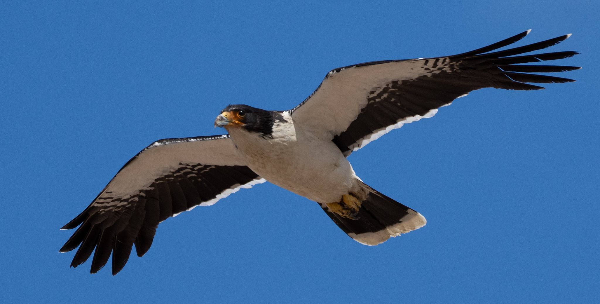 White-throated Caracara flying in blue sky 