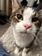 image of my cat