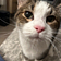 image of my cat