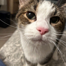 image of my cat