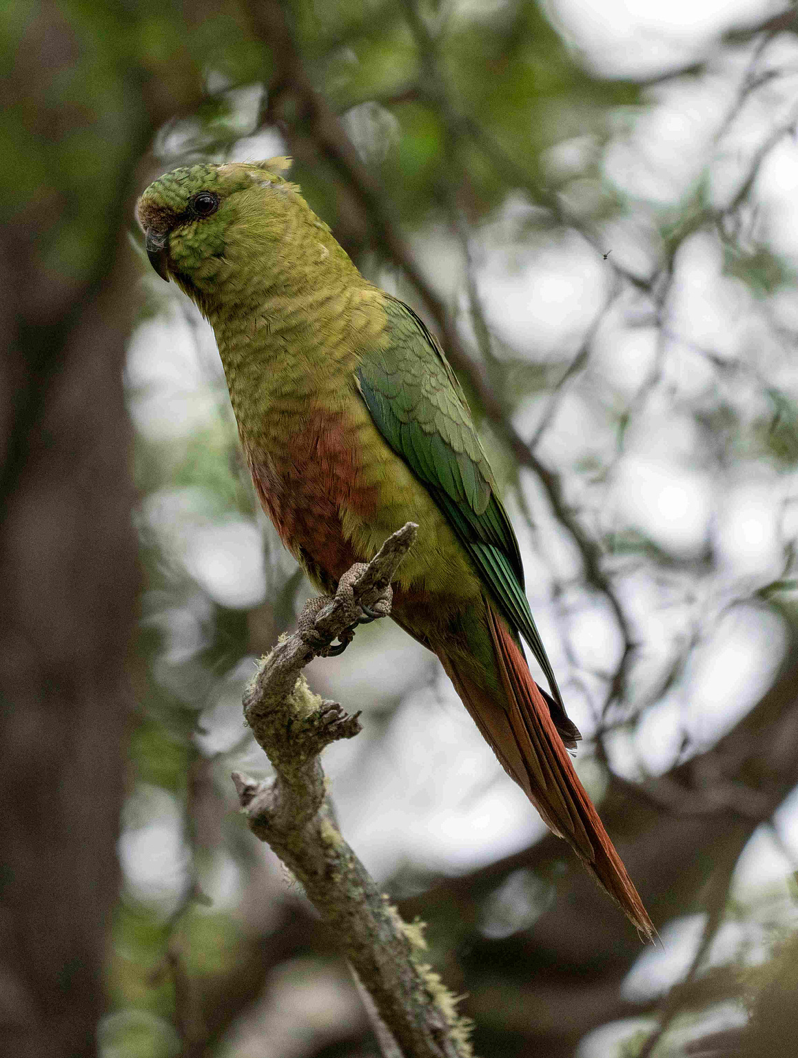 Austral Parakeet perched on a branch looking at the photographer 