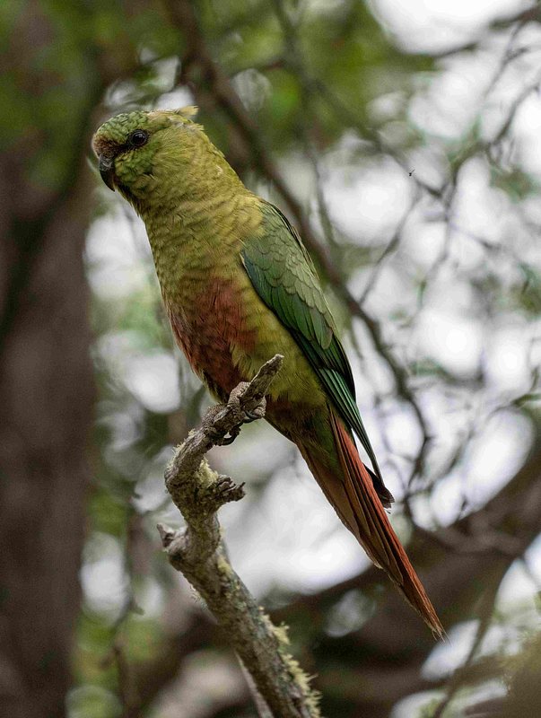 Austral Parakeet perched on a branch looking at the photographer 
