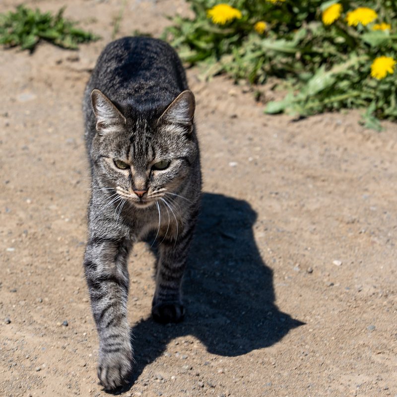 grey and black striped cat