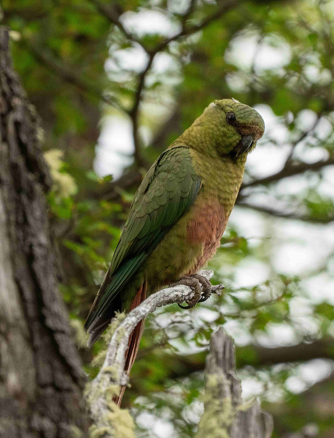Austral Parakeet looking at the photographer 