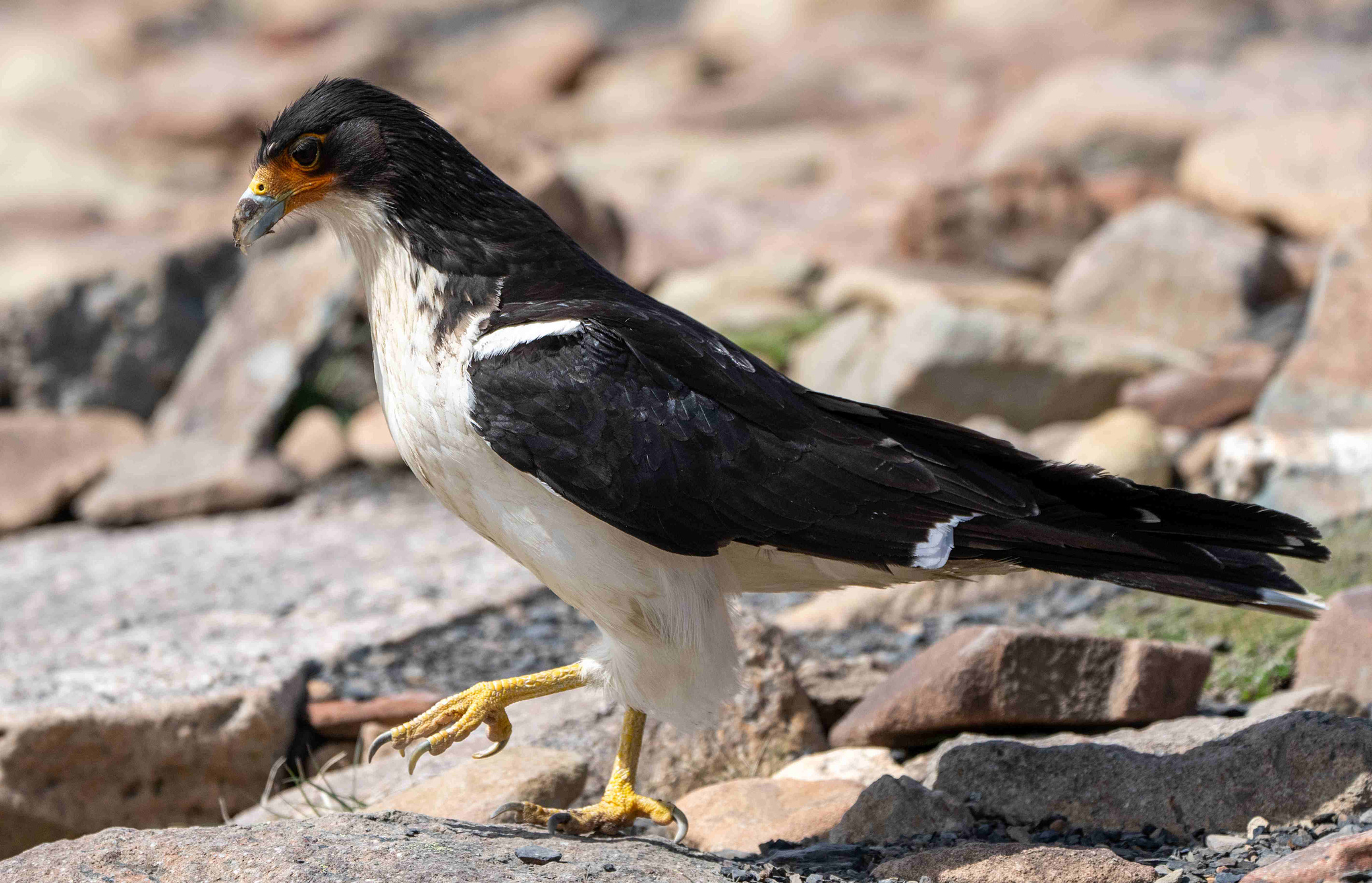 White-throated Caracara walking across rocks 